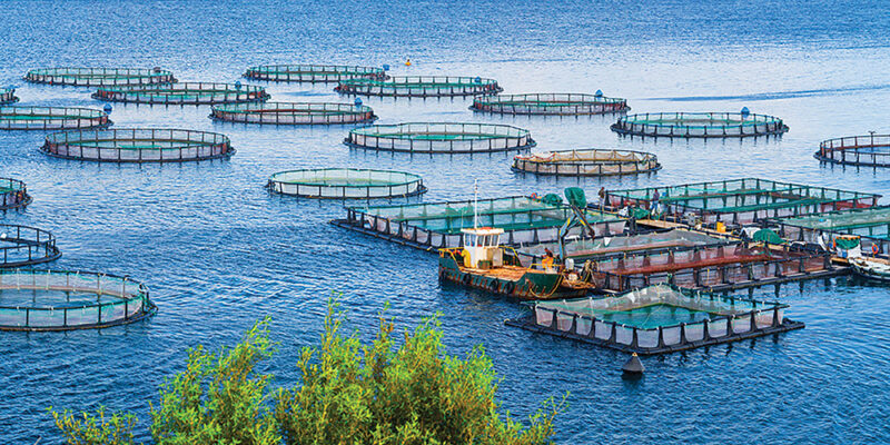 Economic-optimisation-marine-fish-farm